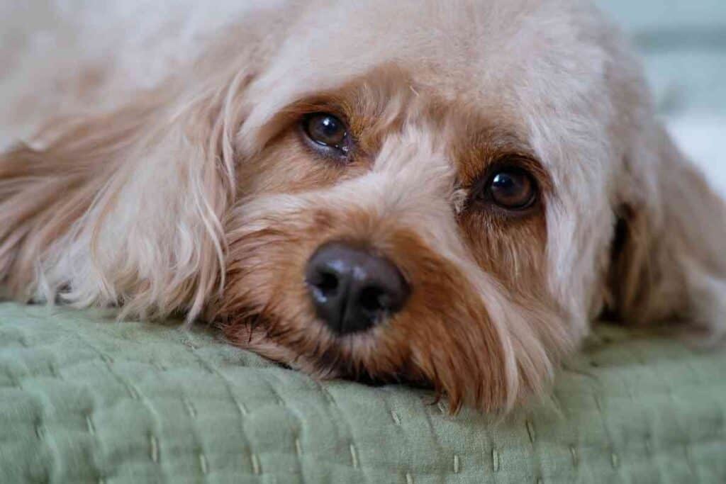 what is the lifespan of a cavapoo