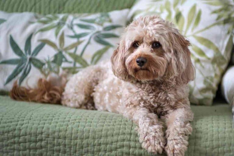 How Long Does A Cavapoo Live?