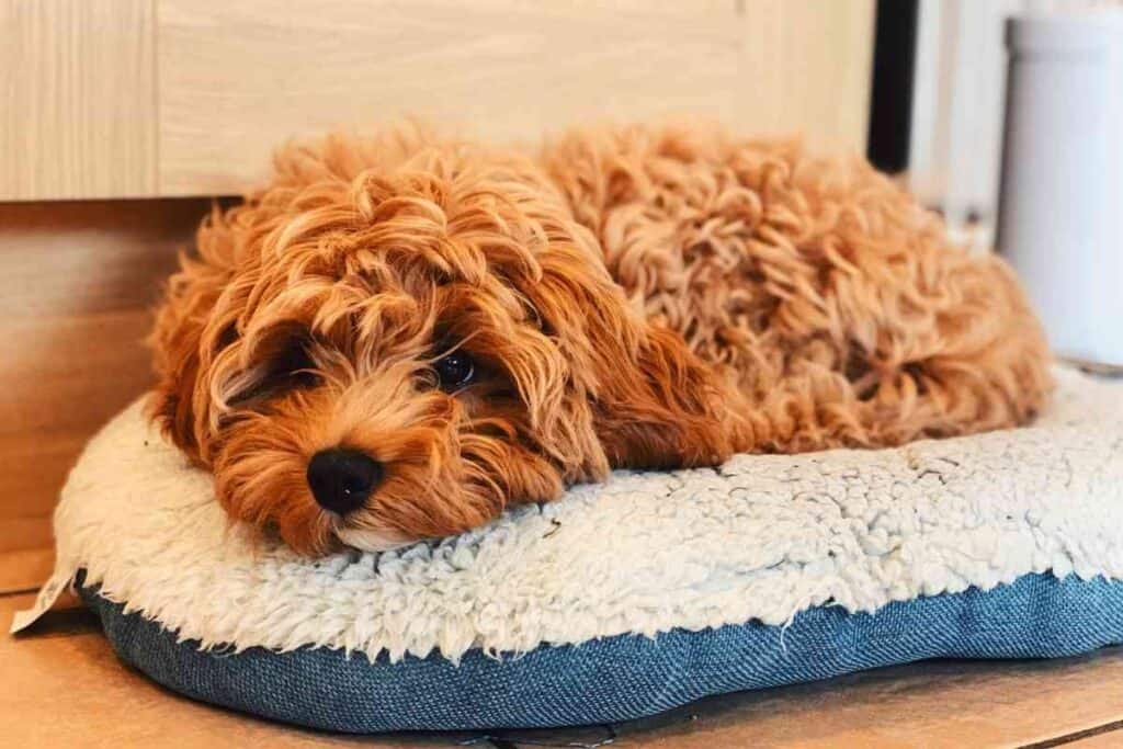 how long does it take to train a cavapoo puppy