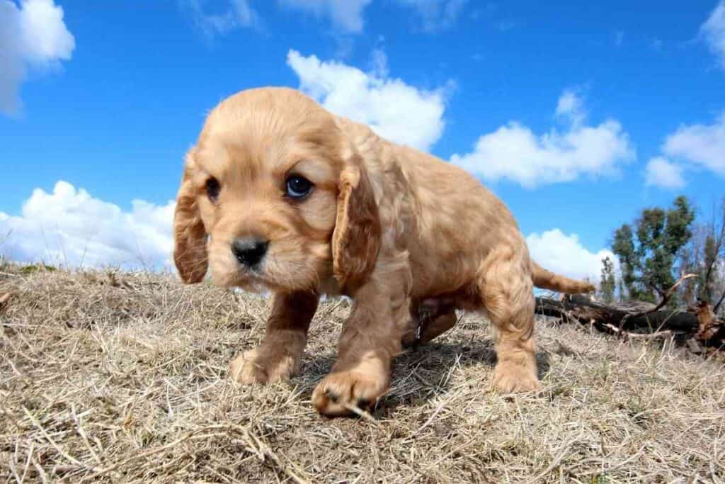 Do Cavapoos Coats Change? (Color, Curls and More!) Embora Pets