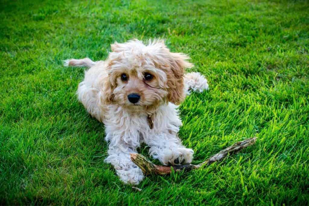 how long does it take to train a cavapoo puppy