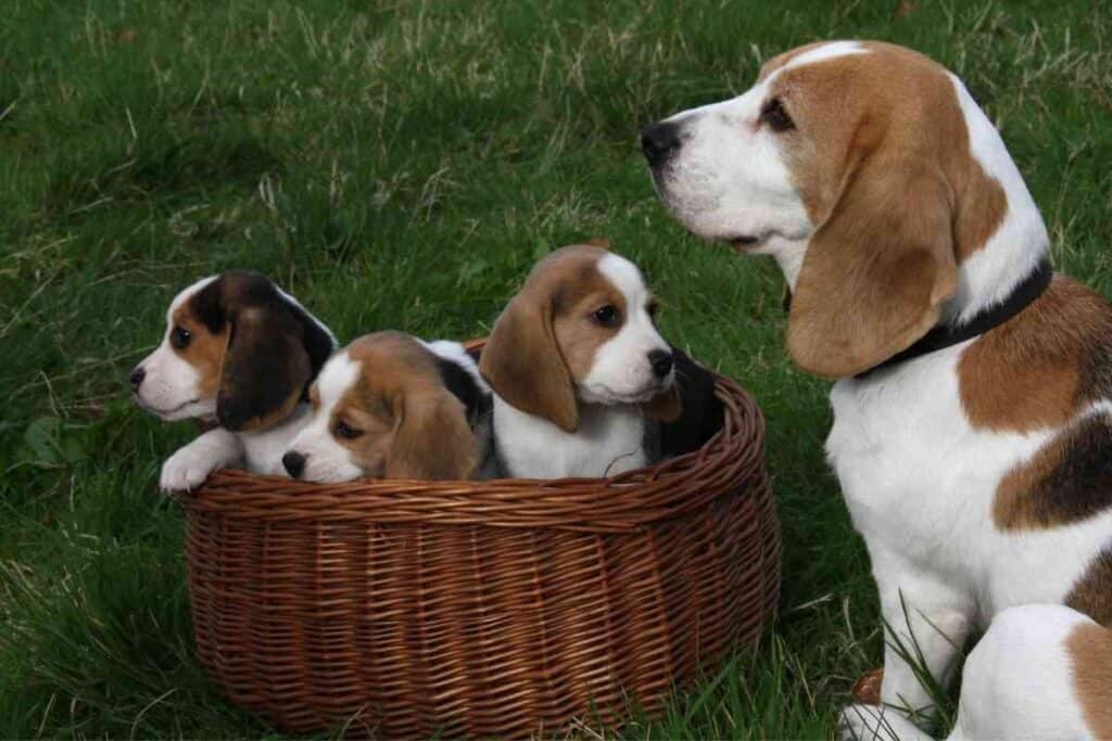 How Much Do Beagle Puppies Cost 1 How Much Do Beagle Puppies Cost? (Solved)