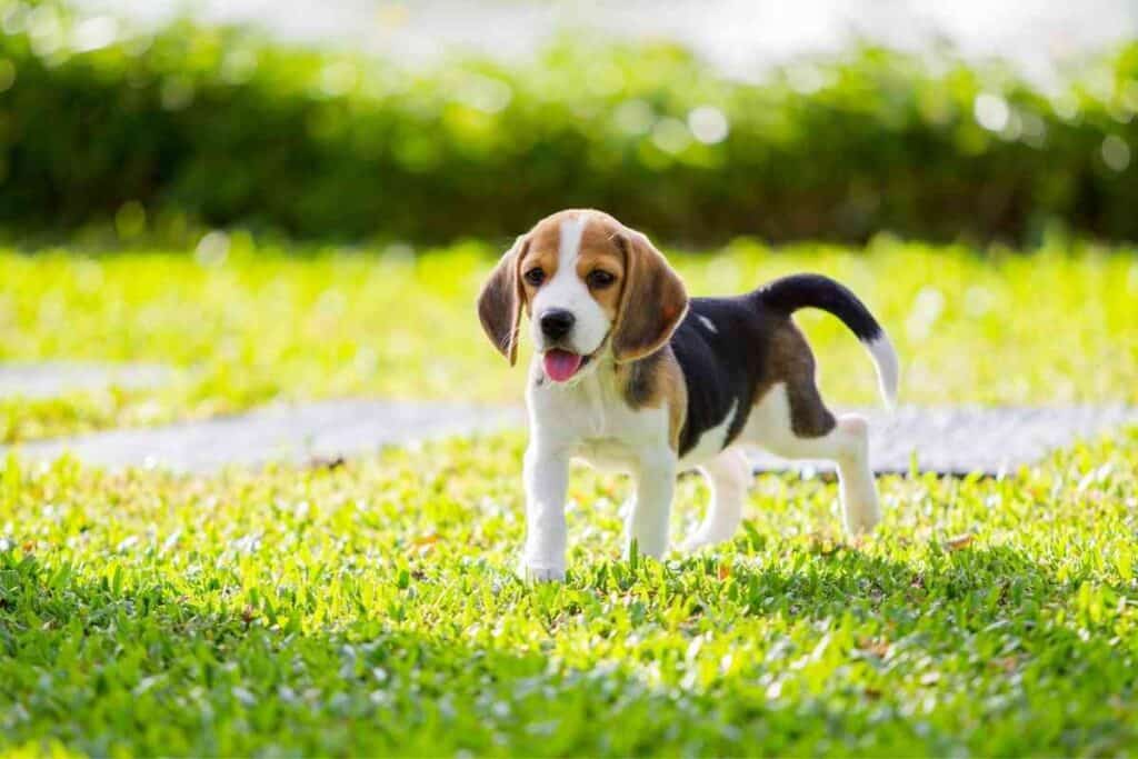 How Much Do Beagle Puppies Cost 2 How Much Do Beagle Puppies Cost? (Solved)