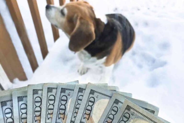 How Much Do Beagle Puppies Cost? (Solved)