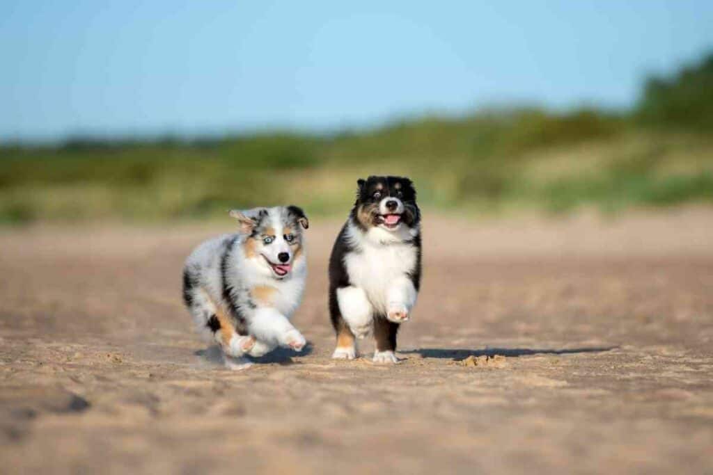 How Much Water Should An Australian Shepherd Puppy Drink 1 How Much Water Should An Australian Shepherd Puppy Drink?