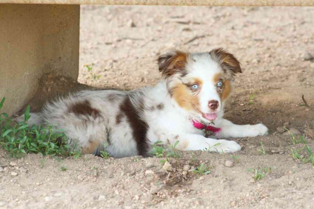 How Much Water Should An Australian Shepherd Puppy Drink 2 How Much Water Should An Australian Shepherd Puppy Drink?