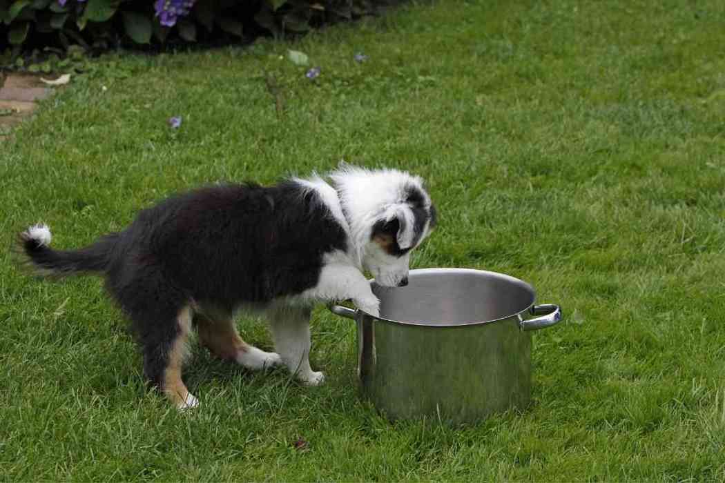 How Much Water Should An Australian Shepherd Puppy Drink?