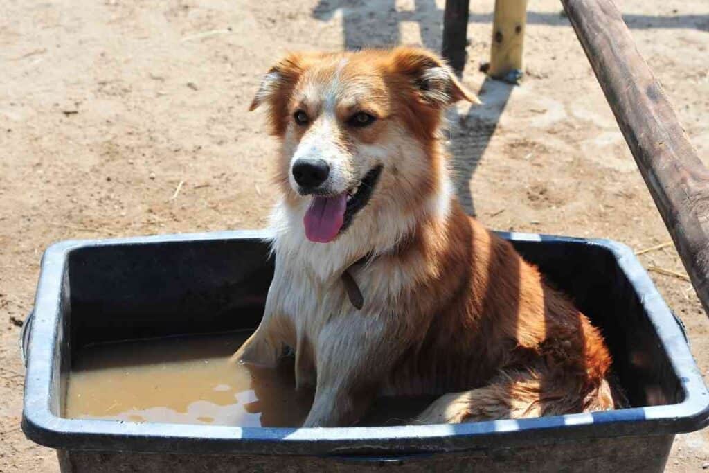 how often should i bathe my australian shepherd