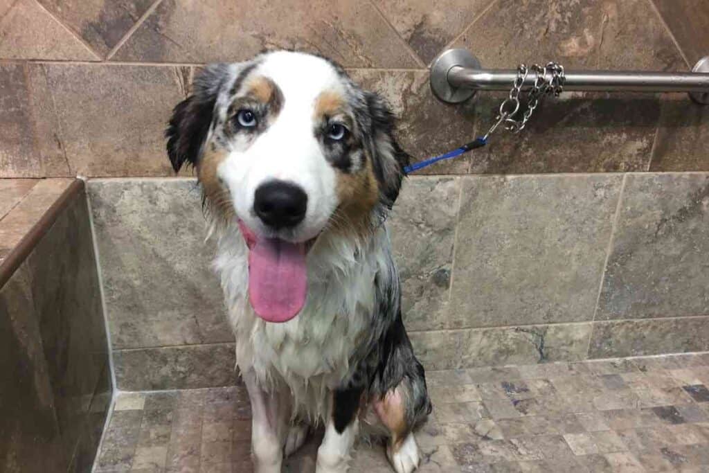 How Often Can You Bathe An Australian Shepherd? - Embora Pets