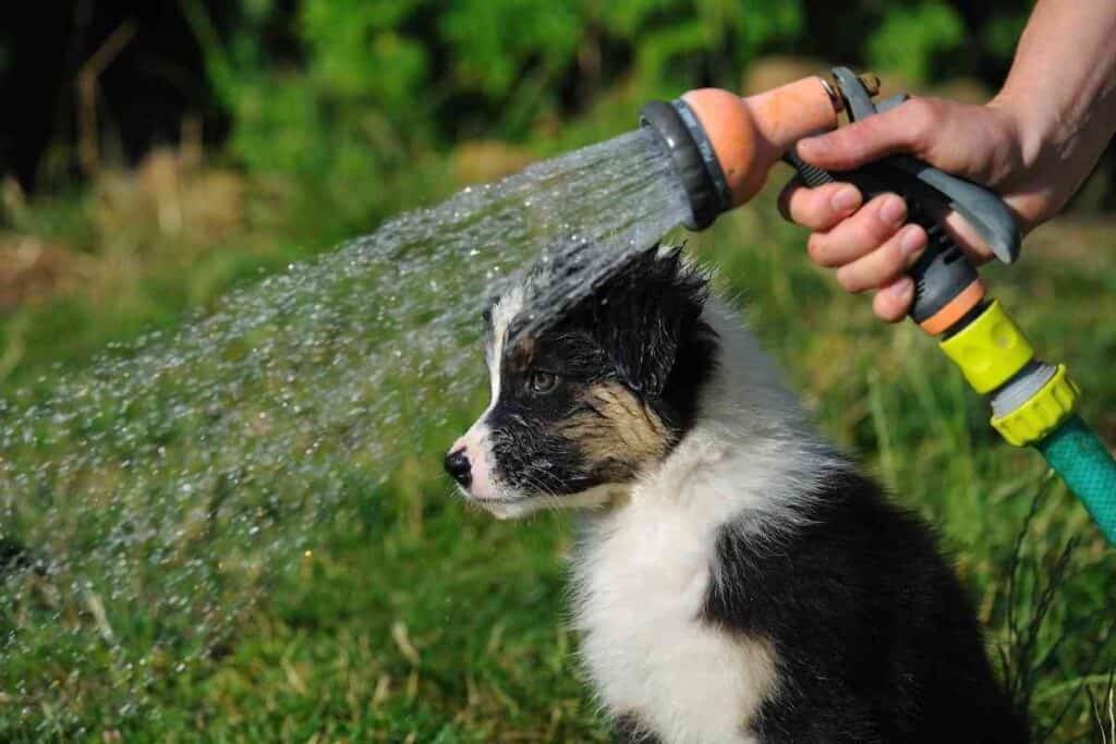 How Often Can You Bathe An Australian Shepherd 2 How Often Can You Bathe An Australian Shepherd?