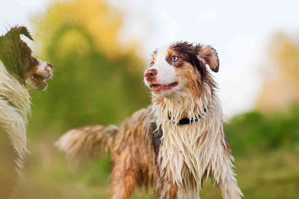 can a australian shepherd eat slim jim