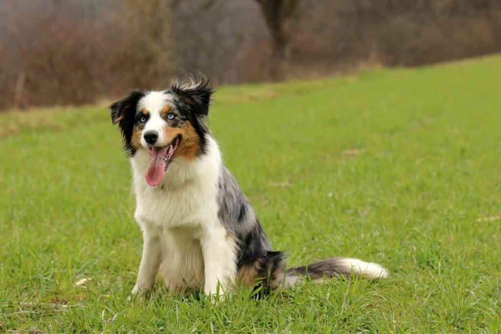 Is My Australian Shepherd Too Skinny 2 Is My Australian Shepherd Too Skinny?