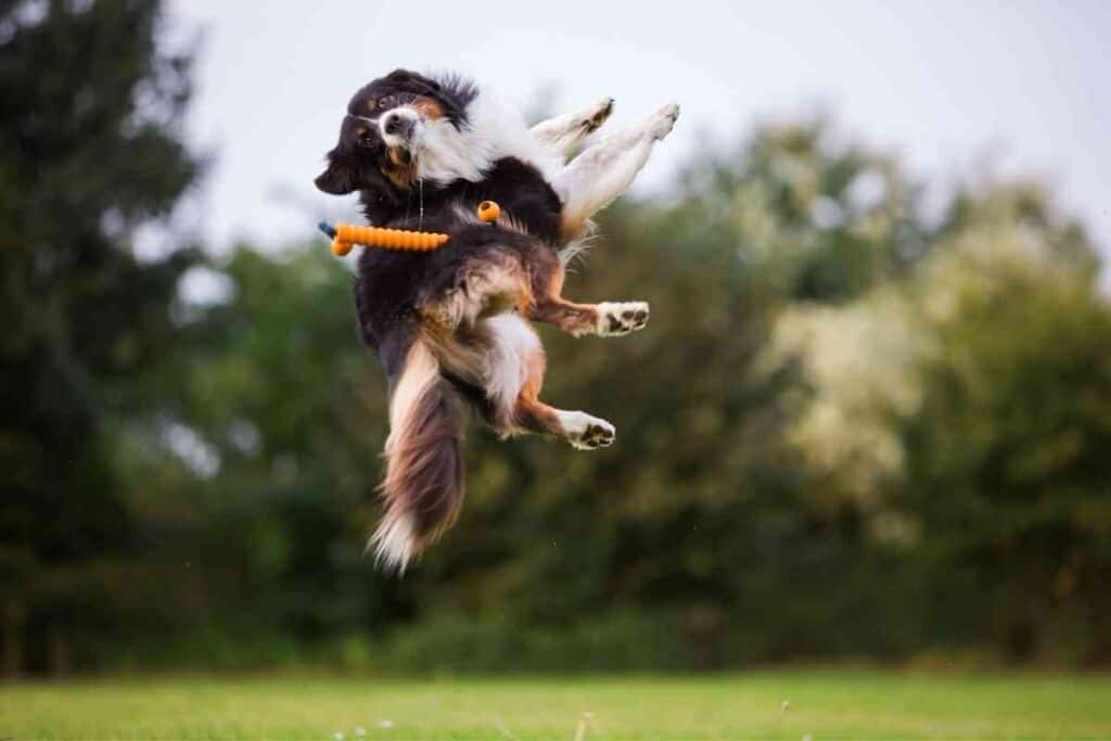 What Age Do Australian Shepherds Naturally Calm Down 1 What Age Do Australian Shepherds Naturally Calm Down?