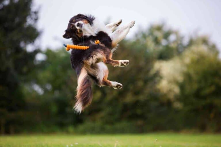 What Age Do Australian Shepherds Naturally Calm Down? Embora Pets