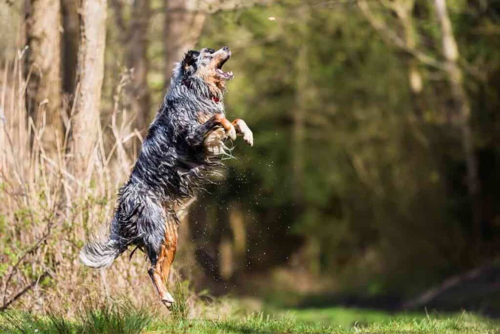 Do australian best sale shepherds calm down