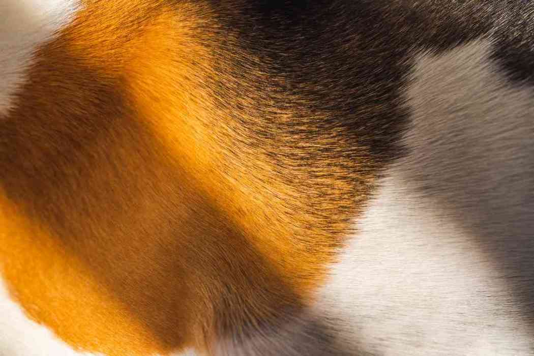 When Do Beagles Shed Their Puppy Coat? Embora Pets