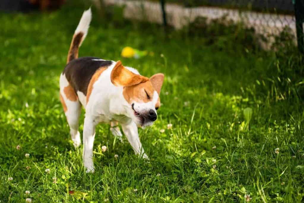 When Do Beagles Shed Their Puppy Coat 2 When Do Beagles Shed Their Puppy Coat?