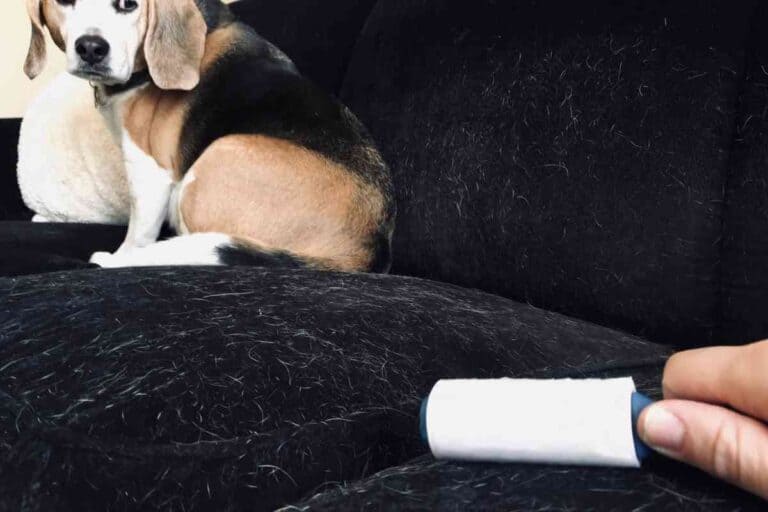 When Do Beagles Shed Their Puppy Coat?