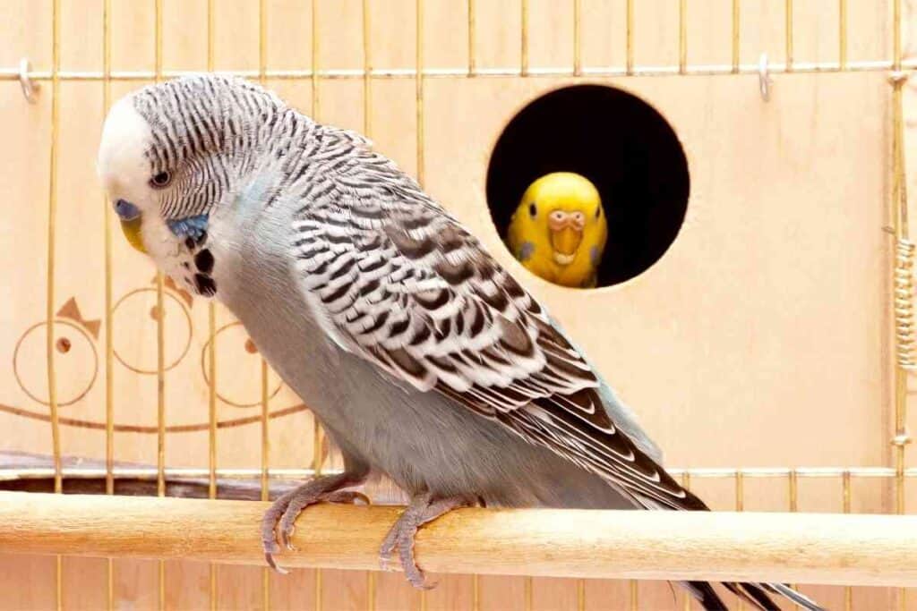 Why Is My Parakeet Bobbing His Head 2 1 How Do Parakeets Mate: How it Works, Gestation Period, and More!