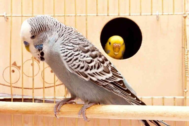 Why Is My Parakeet Bobbing His Head?