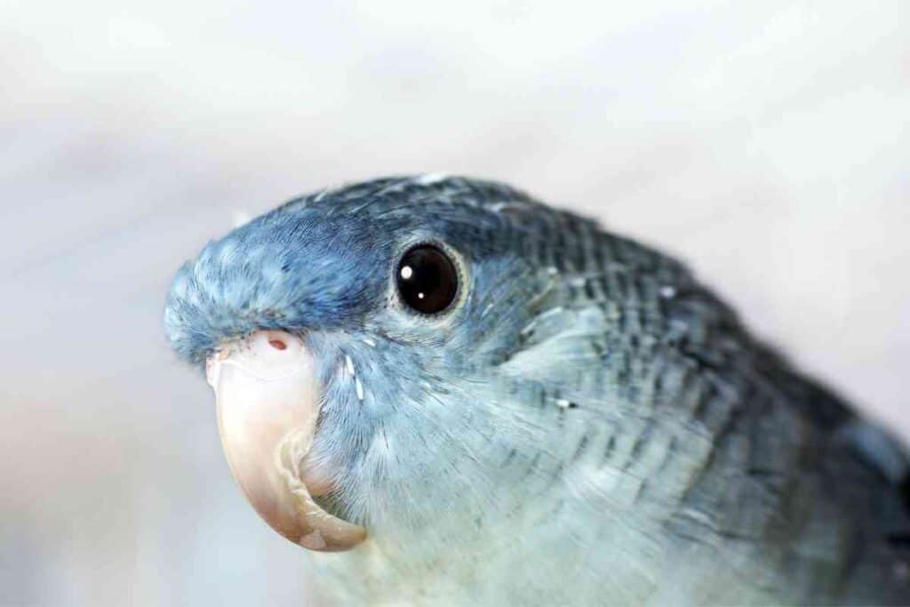 Why is My Parakeet Grinding His Beak 1 Why is My Parakeet Grinding His Beak?