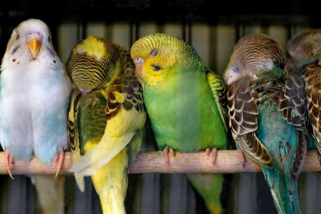 Why is My Parakeet Grinding His Beak 2 Why is My Parakeet Grinding His Beak?