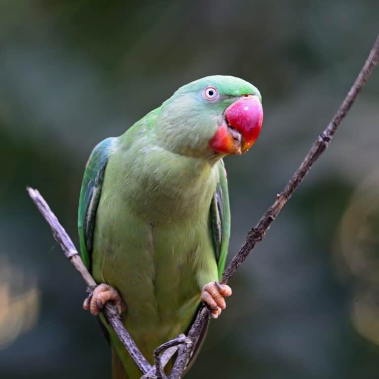 Why Is My Parakeet Clicking Its Beak?
