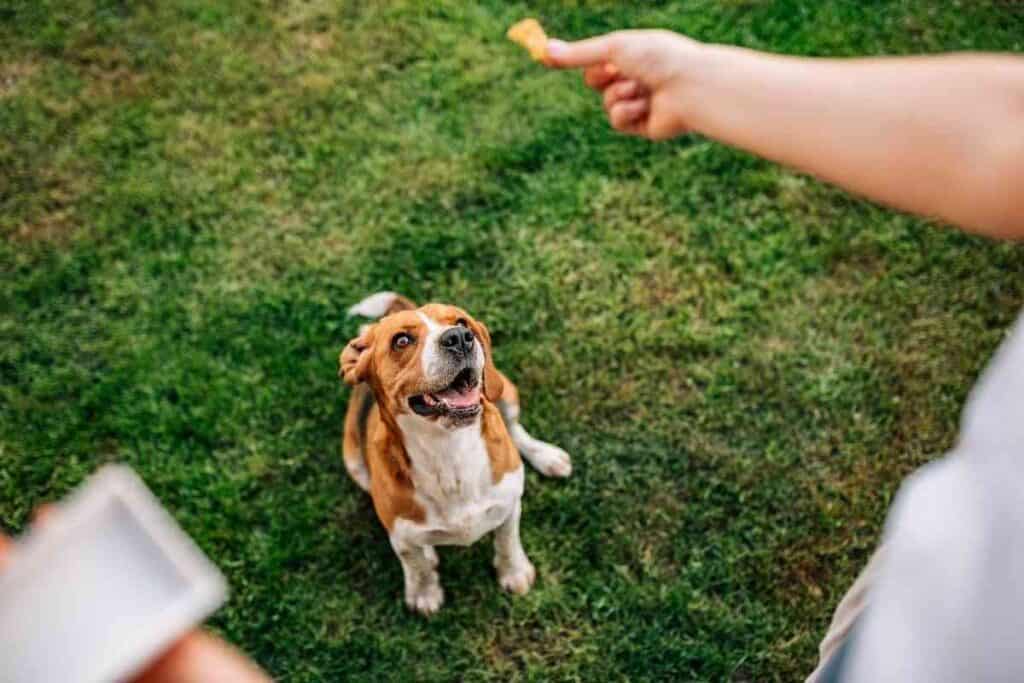 Are Beagles Picky Eaters 2 Are Beagles Picky Eaters?
