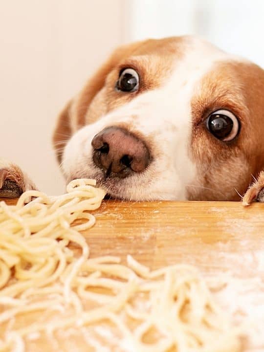 Are Beagles Picky Eaters?