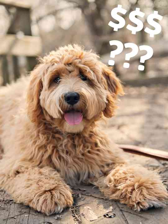 Are Labradoodles Expensive?