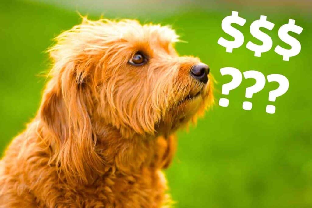 Are Labradoodles Expensive Aussiedoodle vs Goldendoodle: Which Doodle Breed is Right for You?