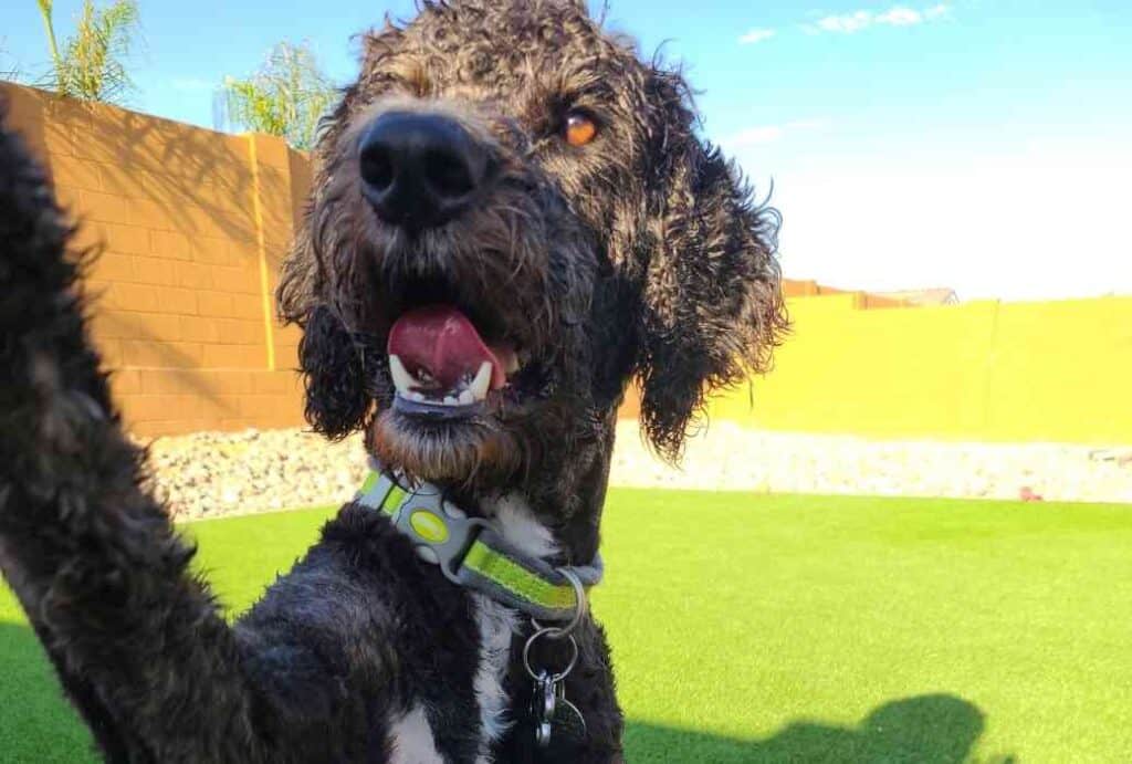 Do Aussiedoodles Like to Cuddle? 1 Do Aussiedoodles Like to Cuddle 1 Do Aussiedoodles Like to Cuddle?