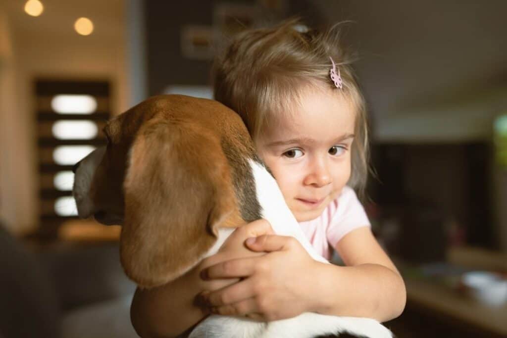Do Beagles Like To Cuddle 2 Do Beagles Like To Cuddle?