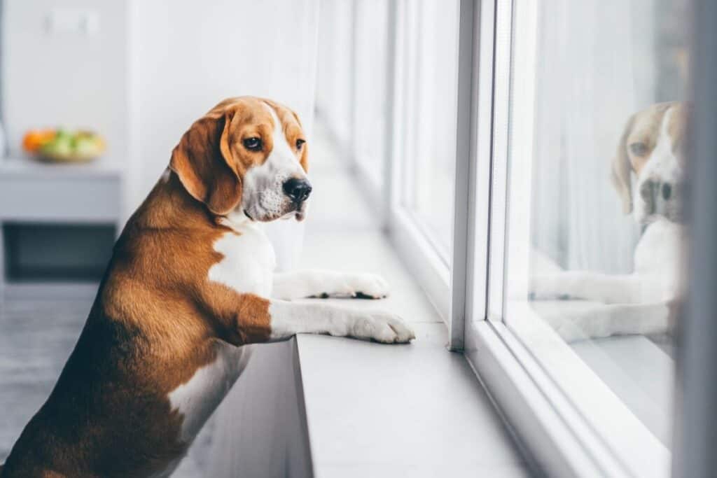 How Long Can A Beagle Be Left Alone 1 How Long Can A Beagle Be Left Alone?