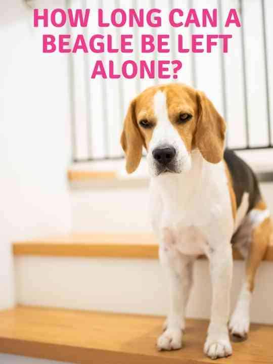 How Long Can A Beagle Be Left Alone?