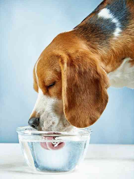 How Much Water Should A Beagle Puppy Drink?