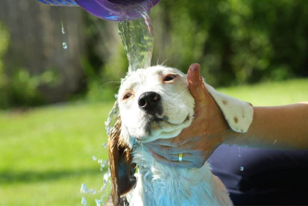 How Often Can You Bathe A Beagle 1 How Often Can You Bathe A Beagle?