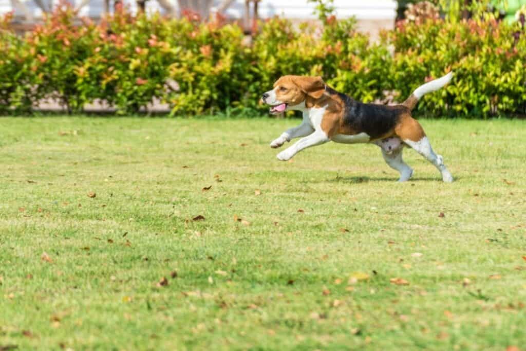 How Often Can You Bathe A Beagle 2 What Age Do Beagles Naturally Calm Down?