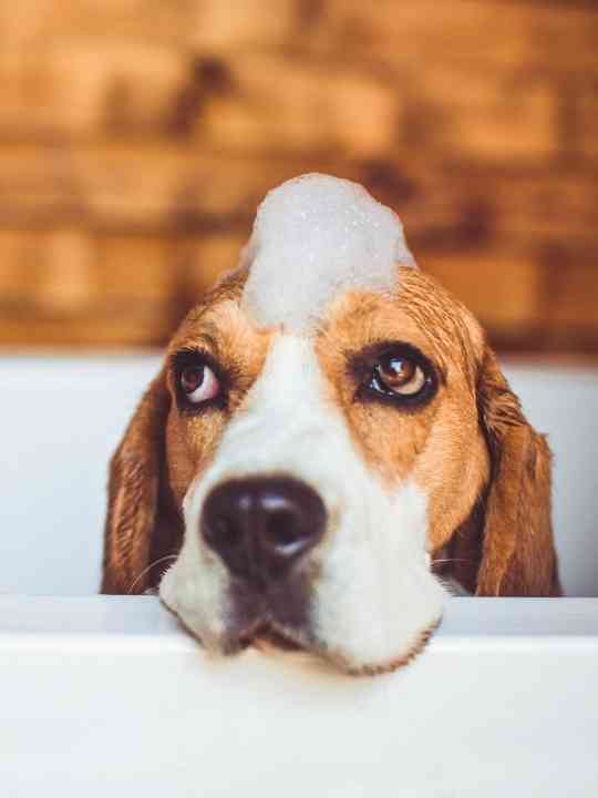 how often should you brush your beagle