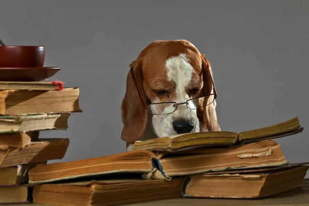 How Smart Are Beagles 1 How Smart Are Beagles?