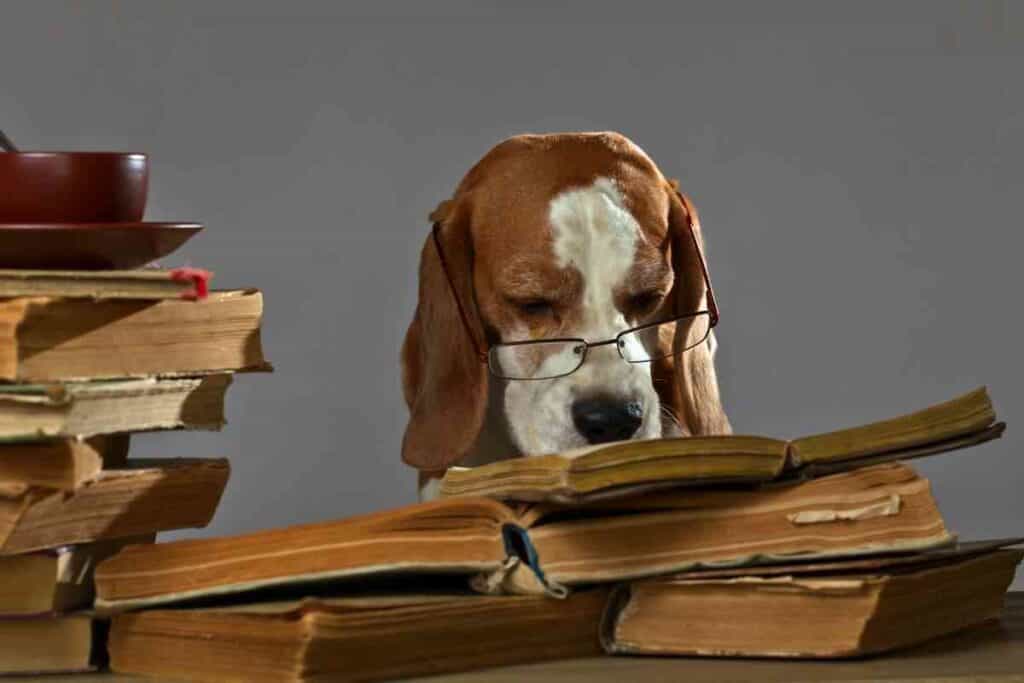 Are Beagles Smart?