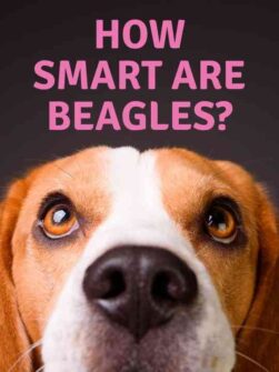 How Smart Are Beagles? - Embora Pets