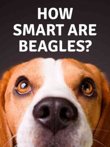 Are Beagles Smart? - Embora Pets