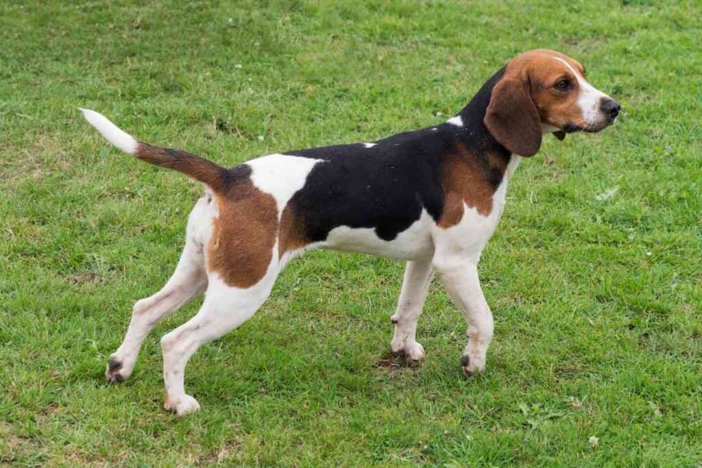 Thin beagle best sale