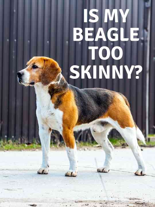 Is My Beagle Too Skinny?