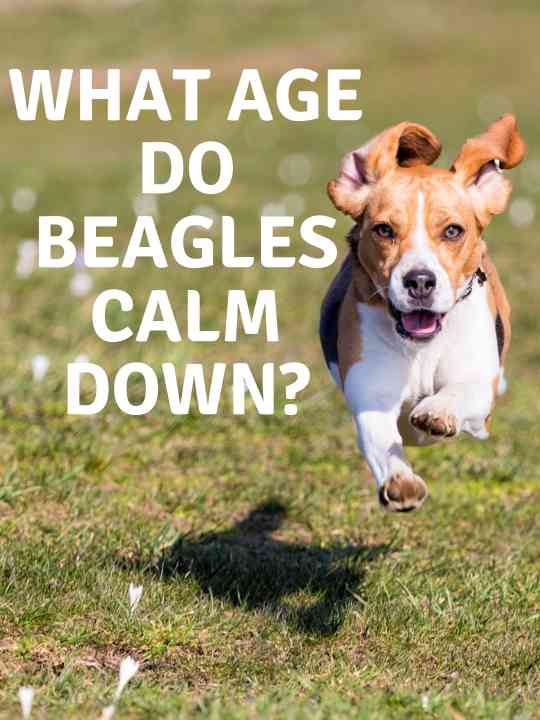 What Age Do Beagles Naturally Calm Down?