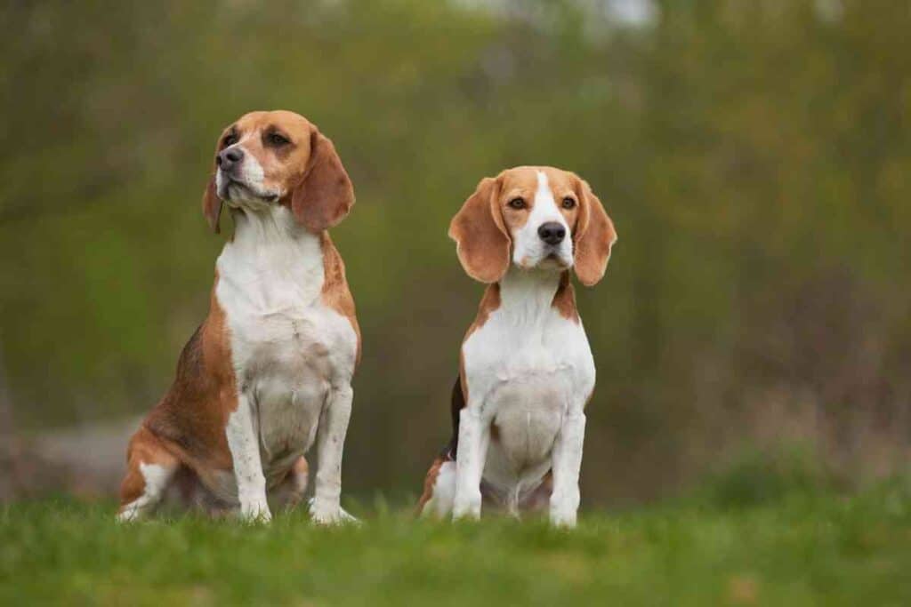 When Should A Beagle Be Spayed 1 When Should A Beagle Be Spayed?