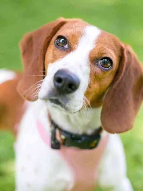 Are Beagles Smart? - Embora Pets