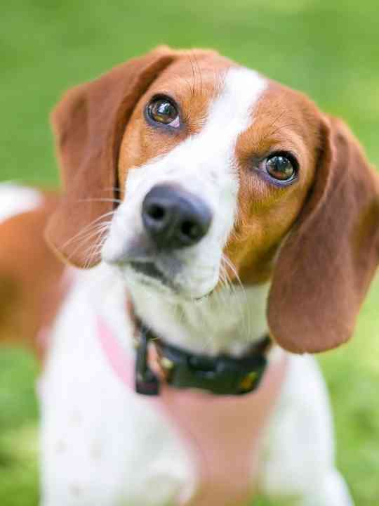 When Should A Beagle Be Spayed?