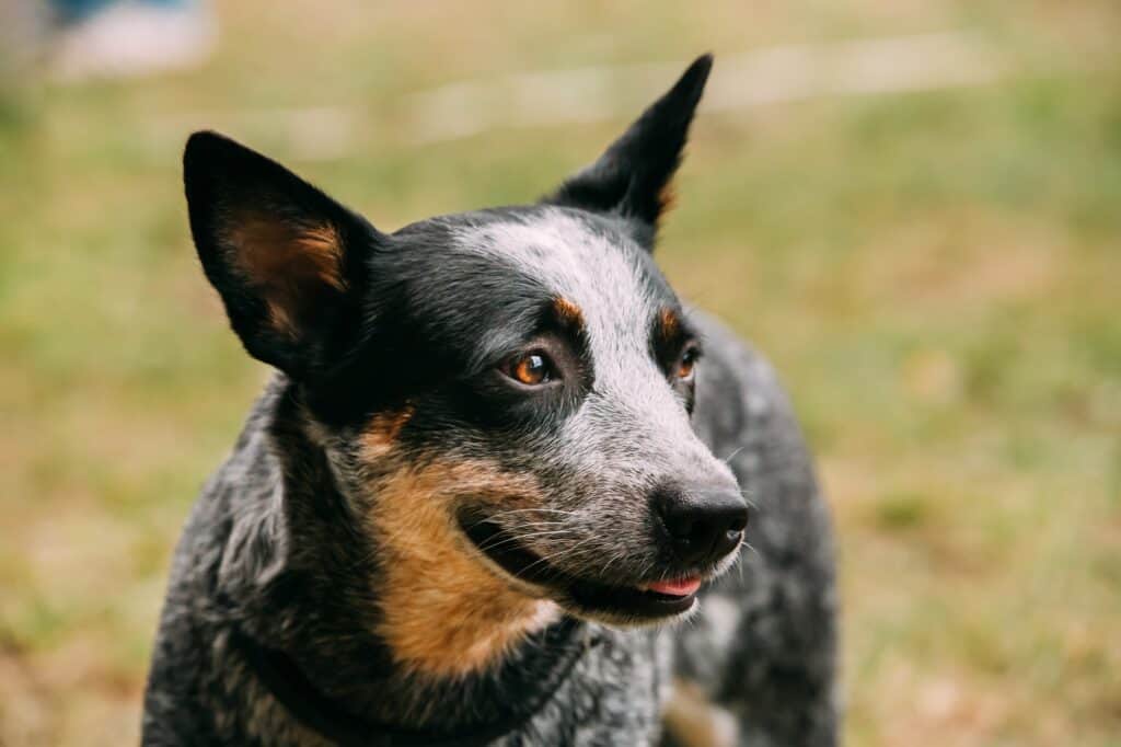 Do Blue Heelers Change Colors?